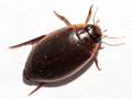 Rhantus suturalis